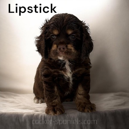 puppy, for, sale, Cocker Spaniel, Joe & Cherri  Overlease, dog, breeder, Miller, MO, dog-breeder, puppy-for-sale, forsale, nearby, find, puppyfind, locator, puppylocator, aca